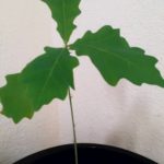 Coin Nature :  Des glands germent en MS !!