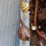 En MS  : Des nouvelles de nos escargots  !!