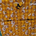 Autour des abeilles en MS !!